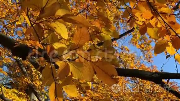 秋天公园里叶子发黄的树视频