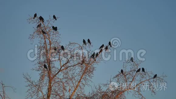 一群乌鸦鸟坐在一棵干燥的树枝上。 乌鸦鸟秋鸟