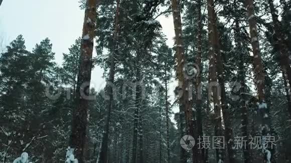 冬天的森林在寒冷的一天视频