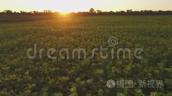 日落时飞越太阳花田视频