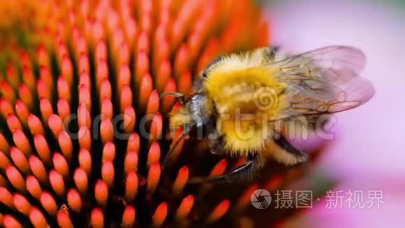 大黄蜂在紫锥花上视频