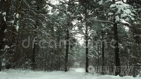 冬天的森林在寒冷的一天视频