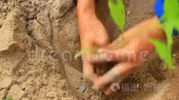 在花园里种植人参树视频