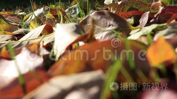 秋天落叶的彩色背景视频