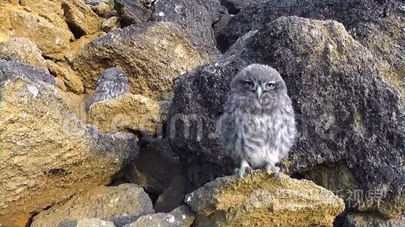 洞附近的一只小猫头鹰视频