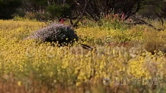 野花和树叶的树枝视频