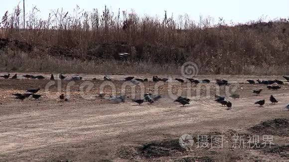 麻雀和鸽子啄粮食视频