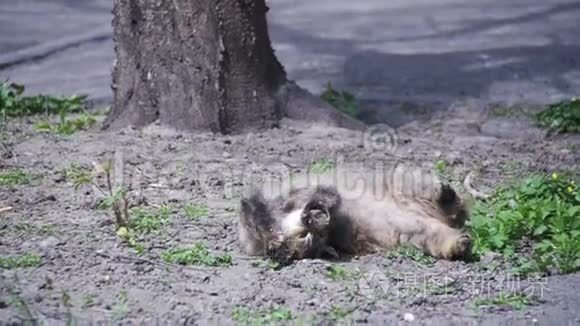 流浪猫躺在公园的地上，在太阳下晒太阳。 慢动作