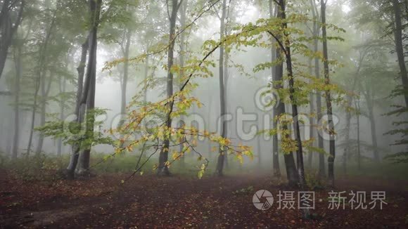 森林里的树木发出大自然的声音视频