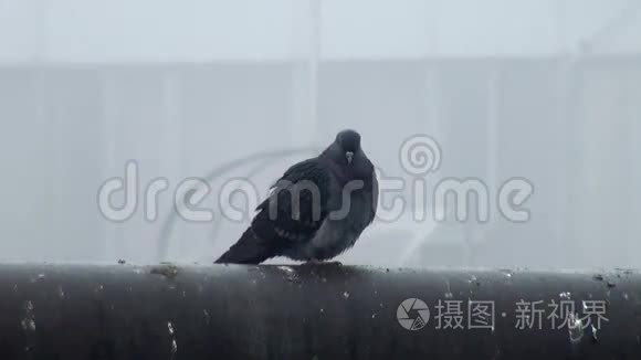 黑街野鸽子坐在管子上视频