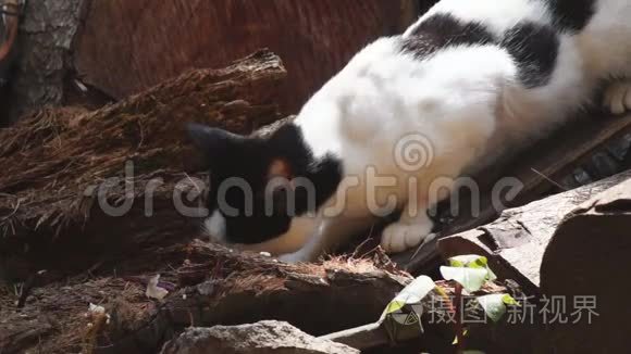 流浪猫在后院捡拾遗留下来的食物