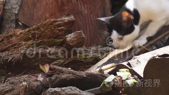 流浪猫在后院捡拾遗留下来的食物