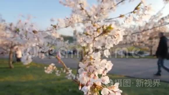 一棵开着花的樱桃树的枝条，开着美丽的白花。 浅的景深..