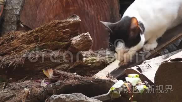 流浪猫在后院捡拾遗留下来的食物