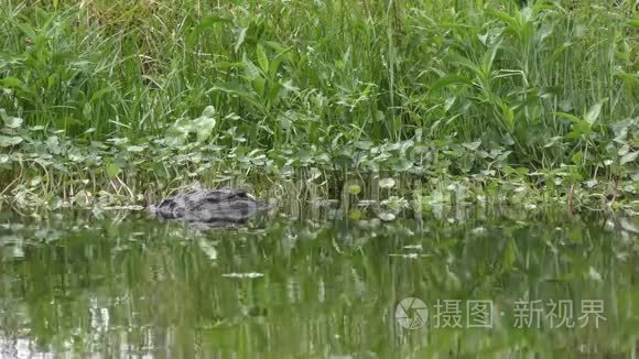 佛罗里达池塘里的美洲鳄鱼视频