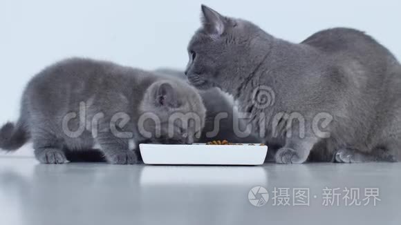 吃宠物食物的猫