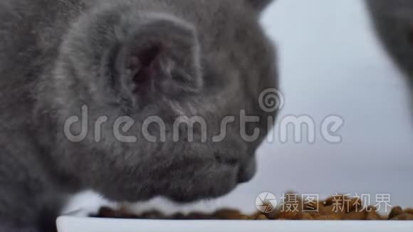 吃宠物食物的猫视频