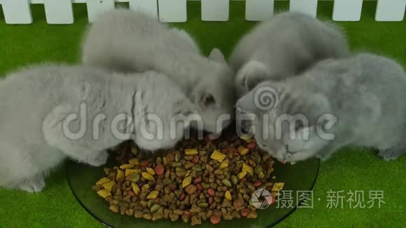 小猫在绿色地板上吃宠物食品视频