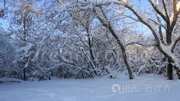 冬天公园里美丽的雪覆盖着树。 横向全景