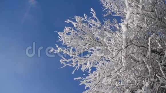 枯冻的榆树在冰枝上，冬天，白天，雪在雪的阳光下，阳光照耀着美丽的风景。 干树榆树