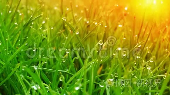 露水滴在绿油油的草地上，太阳耀斑