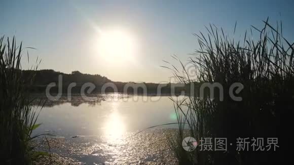 池塘有芦苇自然野日落景观阳光.. 带芦苇的湖泊生活方式俄罗斯自然