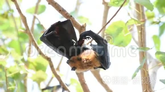 蝙蝠飞狐挂在树上视频