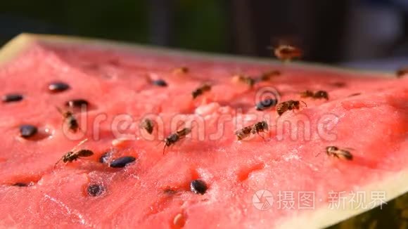 胡蜂吃多汁的红色鲜切西瓜