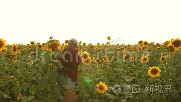 农民妇女在向日葵田用平板电脑检查盛开的向日葵。 女农学家正在研究