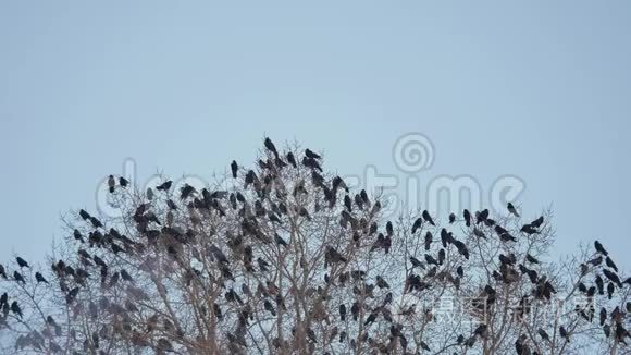 一群乌鸦坐在一棵树上，秋天干燥的树枝上。 乌鸦鸟