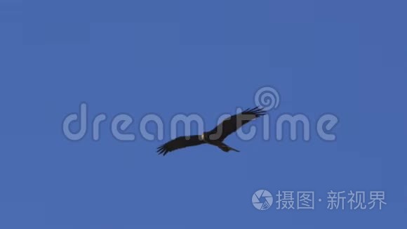 一只鹰在空中飞行的慢镜头视频
