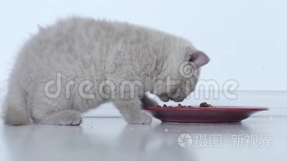 吃宠物食物的猫视频