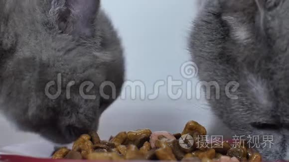 吃宠物食物的猫视频