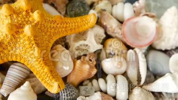不同的混合彩色贝壳作为背景。 各种珊瑚，海洋软体动物和扇贝壳。