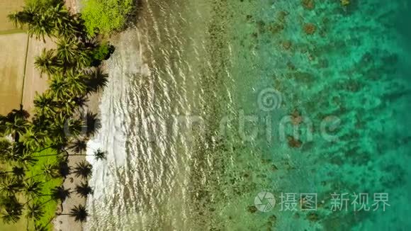 带椰子树和绿松石泻湖的景观视频