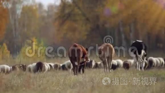 羊群和奶牛在附近的草地上放牧视频