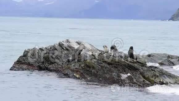 南极毛皮海豹在岩石上视频