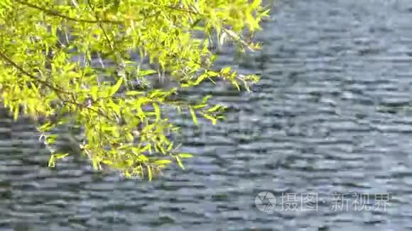 阳光和湖中的绿色植物视频