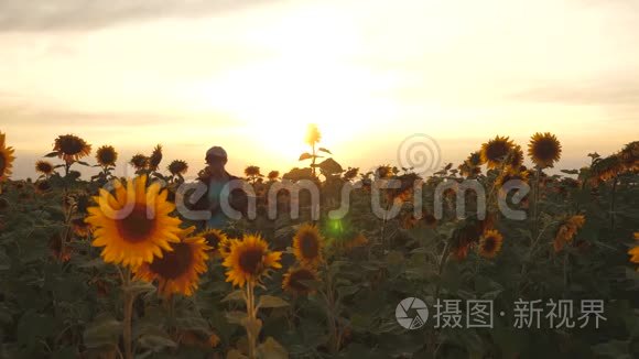 农民女孩在向日葵田用平板电脑检查盛开的向日葵。 女农学家正在研究开花