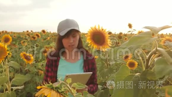 农民妇女在向日葵田用平板电脑检查盛开的向日葵。 女农学家正在研究