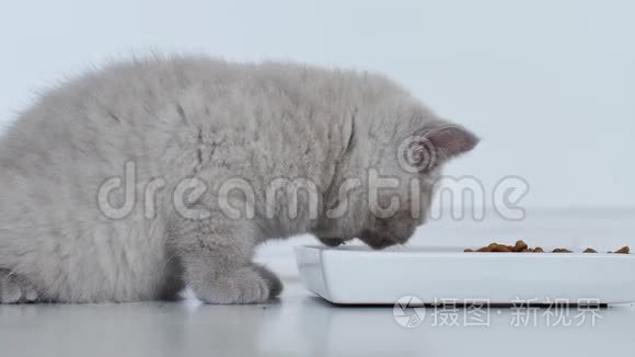 吃宠物食物的猫