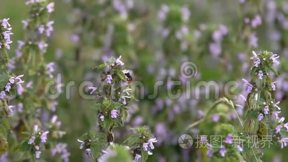 大黄蜂在采集花蜜视频