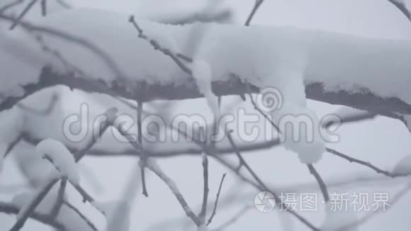 冬天在雪地里的树枝。