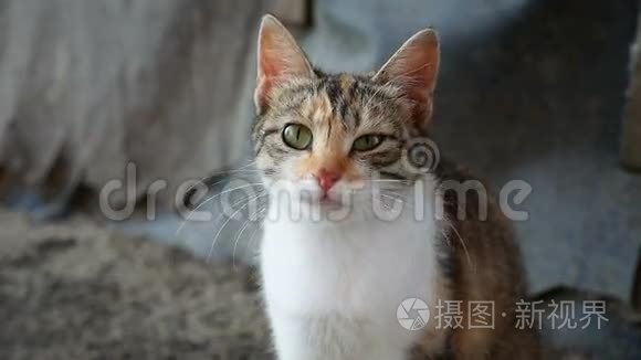 视频灰白猫坐在街上视频
