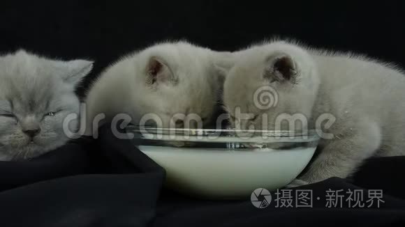 英国短毛小猫喝牛奶视频
