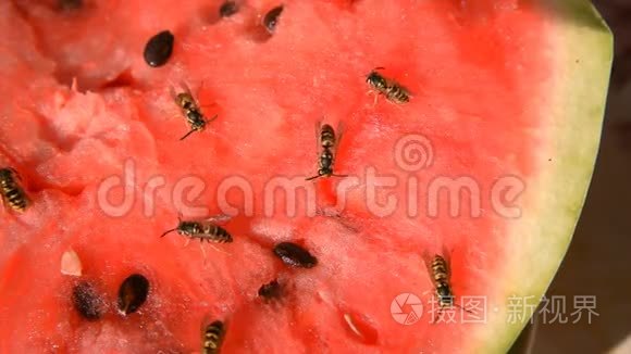 胡蜂吃多汁的红色鲜切西瓜视频