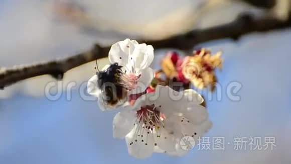 蜜蜂采花蜜视频