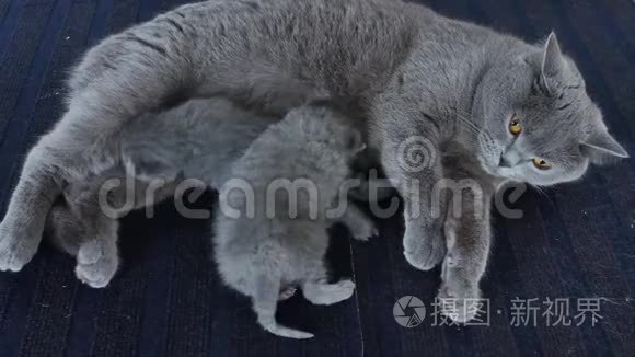 穿蓝色地毯的小猫和妈妈视频