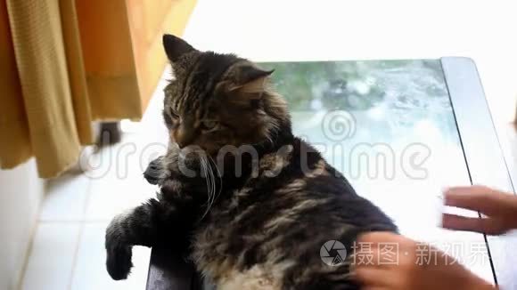 甜的缅因州浣熊猫伸展在桌子上时