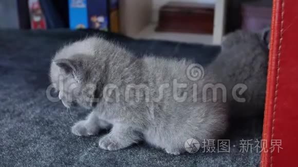 小猫在地毯上的肖像视频